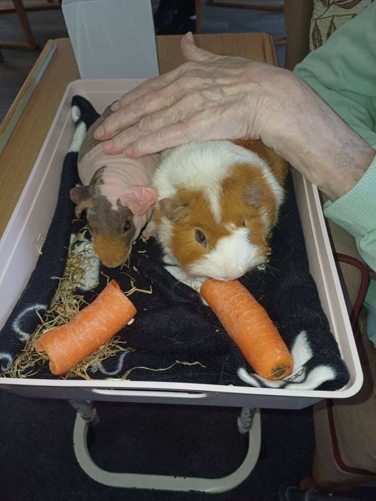 animals in care homes